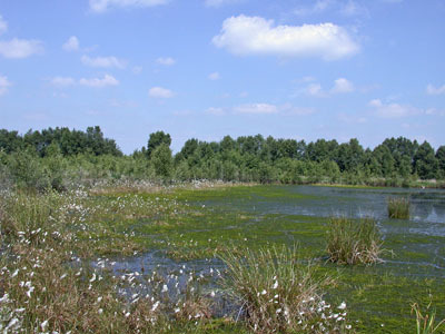 Blick in das Naturschutzgebiet "Kollrunger Moor"