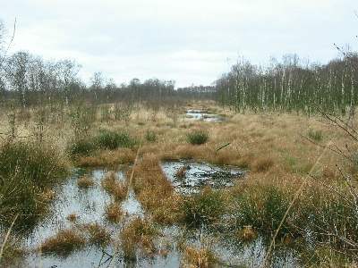 Wanhödener Moor