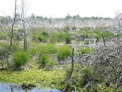 Langes Moor