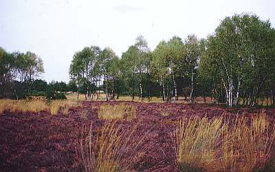 Rodewalder Lichtenheide