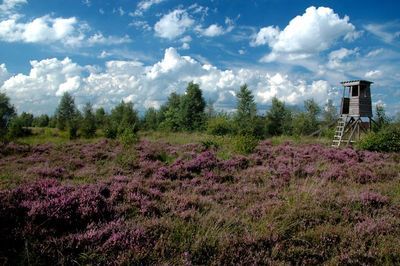 Blühende Moorheide (beispielhafte Abbildung dieses Biotoptyps)