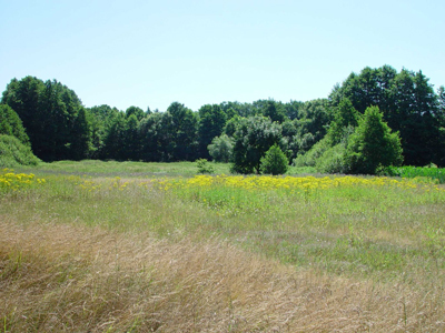 Wiese bei Wöhningen