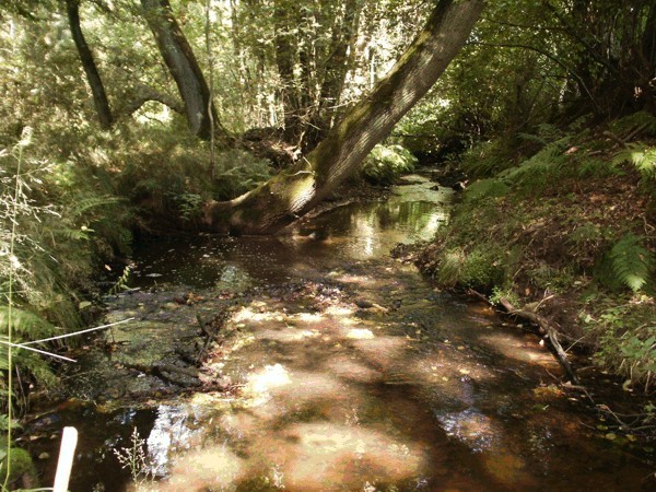 Naturschutzgebiet "Geestmoor - Klosterbachtal"