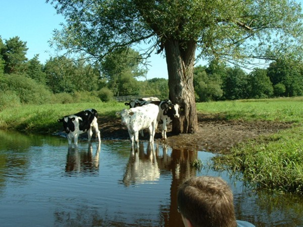 Viehweiden an der Oste