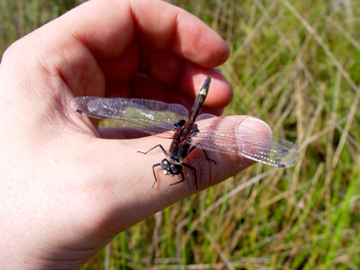 Libelle (Große Moosjungfer)