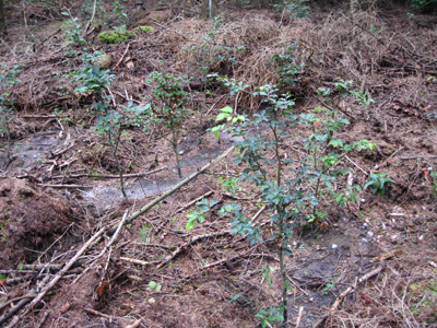 Buchenpflanzung im Rahmen des Waldumbaus