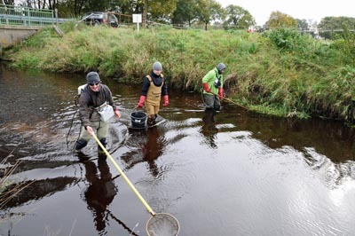 Fisch-Bestandserfassung durch Elektrobefischung