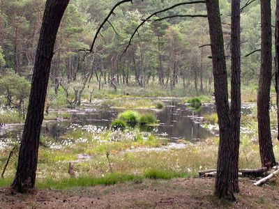 Versumpfte Ausblasungsmulde im Südtannenmoor