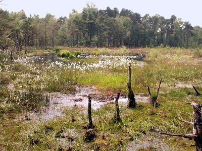 Schlatt mit moortypischer Vegetation im Kesselmoor