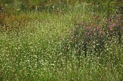 Weißes Schnabelried und Glockenheide am Rande des Schlatts