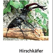 Hirschkäfer