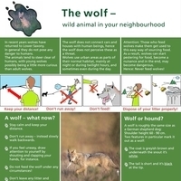 Infoblatt "The wolf – wild animal in your neighbourhood"