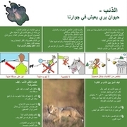 Infoblatt "Der Wolf – ein Wildtier in der Nachbarschaft" (arabisch)