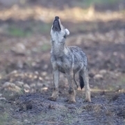 Wolf © Jürgen Borris