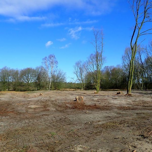 Wiederherstellung von Dünenlebensräumen auf der Düne Unterstedt im Landkreis Rotenburg (Foto: Tom Kutter, NLWKN)