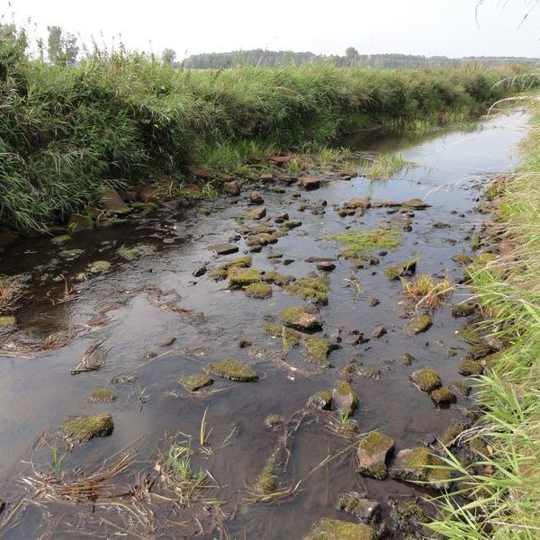 Niedrigwasser wie hier 2018 am Pegel Neuhaus (Schwarzwasser) kann es zukünftig noch häufiger geben. (Foto: NLWKN)