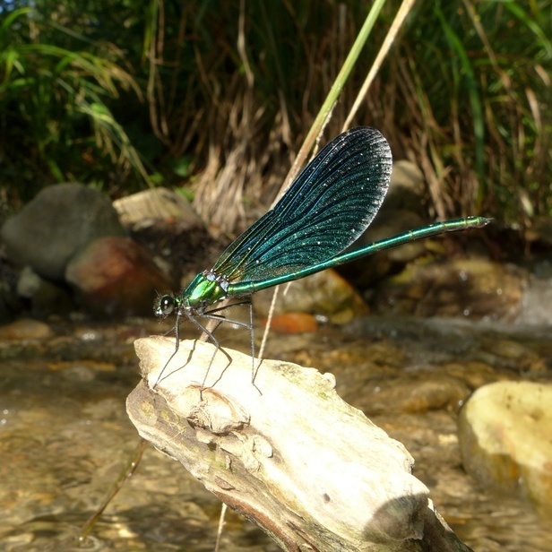 Die Blauflügel Prachtlibelle bevorzugt kühle, schattige, naturnahe und sauerstoffreiche Fließgewässer ohne Beeinträchtigung durch Wasserverschmutzung, intensive Unterhaltung, Begradigung, Uferverbauung oder Aufstau. (Foto: Fahr, NLWKN)