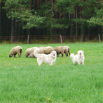Schafe auf einer Weide. Sie werden von drei Herdenschutzhunden beschützt.