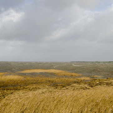 Deichvorland mit Salzwiesen bei Sturm