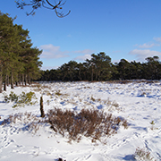 Otternhagener Moor