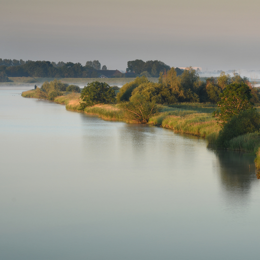 Weiden-Gebüsche an der Unterems - links die Ems als breiter Strom.