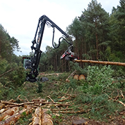 Holzentnahme im Randbereich des Otternhagener Moores