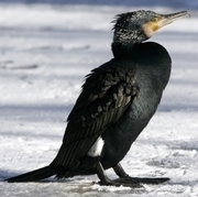 Kormoran