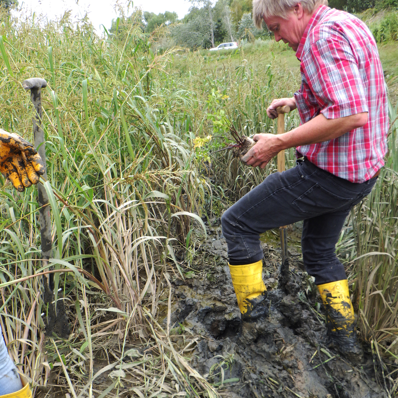 Beim Pflanzen von Setzlingen des Schierlings-Wasserfenchels legten im Jahr 2018 auch Mitarbeitende der Betriebsstelle Lüneburg des NLWKN Hand an (Foto: NLWKN).