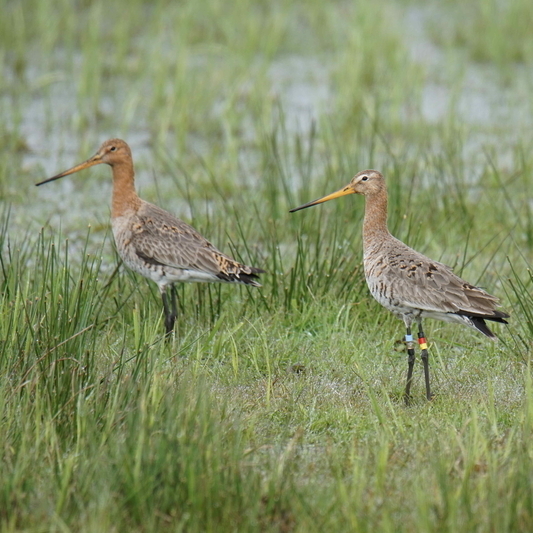 Verpaarte Uferschnepfe mit Farbringen am Dümmer. Individuelles Verhalten wird anhand d. Farbkombination im Feld beobachtet. Die Antenne des GPS-Senders ragt über die Schwanzfedern hinaus. (Foto: Christopher Marlow)