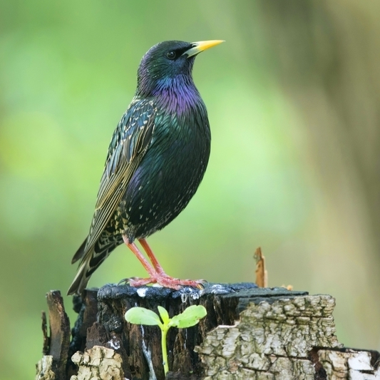 Blickt in eine ungewisse Zukunft: Der Star, ehemals ein „Allerweltsvogel“, ist in seinem Bestand in Niedersachsen und Bremen zwischen 1996 und 2020 um 68 % zurückgegangen und wird daher in der neuen Roten Liste als „gefährdet“ eingestuft.