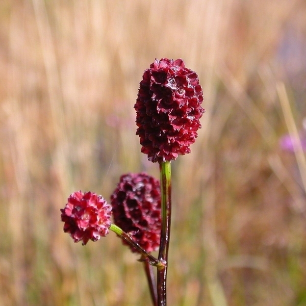 Zu den typischen, aber zunehmend seltenen Arten des Grünlandes gehört in der Wümmeniederung auch der Große Wiesenknopf Sanguisorba officinalis. (Foto: Wikimedia Commons)