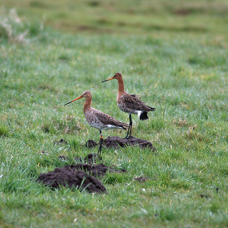 Ein beringtes Uferschnepfen-Weibchen mit seinem Brutpartner in den Bornhorster Huntewiesen im Ochsenmoor (EU-Vogelschutzgebiet Dümmer, Landkreis Diepholz) (Foto: Büro Moritz)