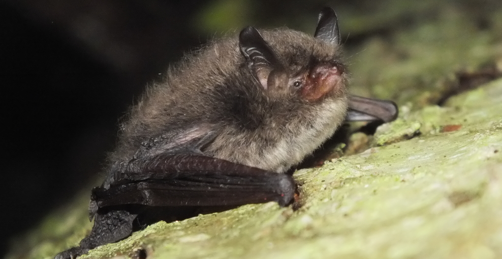 Fledermaus-Auftritt auf den Seiten des NLWKN online