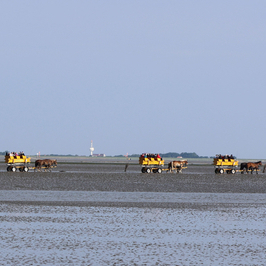 Touristische Attraktion, aber auch Lebensader für Neuwerk: Der Wattenweg zwischen der Insel und Cuxhaven ist wieder gut befahrbar (Bild: Kolbenstetter/Stadt Cuxhaven).