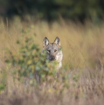 Wolf hinter Busch