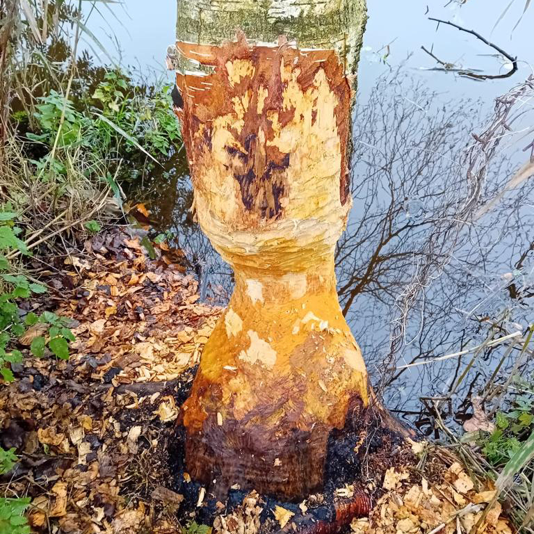 Ein Nager mit großem Appetit ist derzeit im Bereich der Hunte-Staatsstrecke aktiv. Auch wenn Biber große Bäume benagen können, sind diese Aktivitäten vor allem auf die Wintersaison beschränkt (Bild: NLWKN).