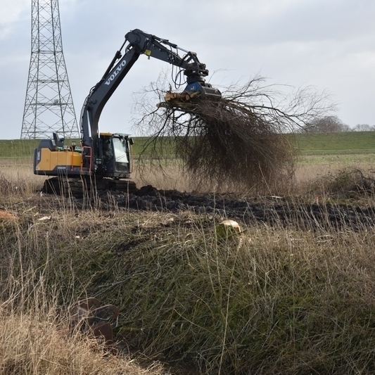 Gehölzentfernung im Polder