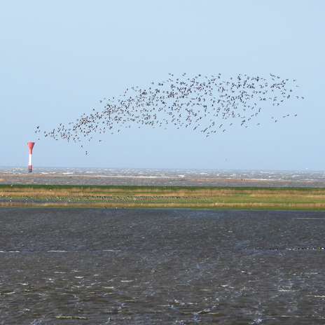 Für Zugvögel wie diesen Schwarm Weißwangengänse bieten die nach Sturmfluten temporär entstehenden Flachwasser- und Feuchtbiotope wertvolle Möglichkeiten zur Nahrungsaufnahme und Rast.