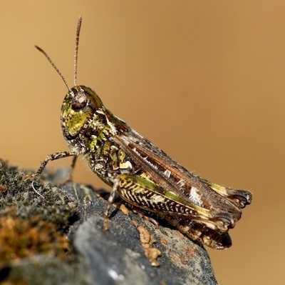Gefleckte Keulenschrecke (Myrmeleotettix maculatus)