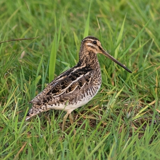 Ein selten gewordener Brutvogel, der am Dümmer aber dank zielgerichteter Maßnahmen wieder im Aufwind ist: Die Bekassine. (Foto: Thorsten Krüger / NLWKN)