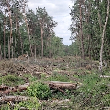 Bevorstehender Dammbau im Helstorfer Moor: Nach Entfernung des Holzes werden Verwallungen aus Torfboden aufgebaut, die das Regenwasser im Moor zurückhalten