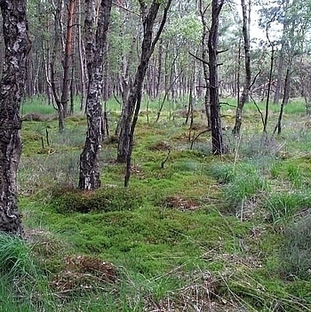 Birken-Kiefern-Moorwald im Altwarmbüchener Moor