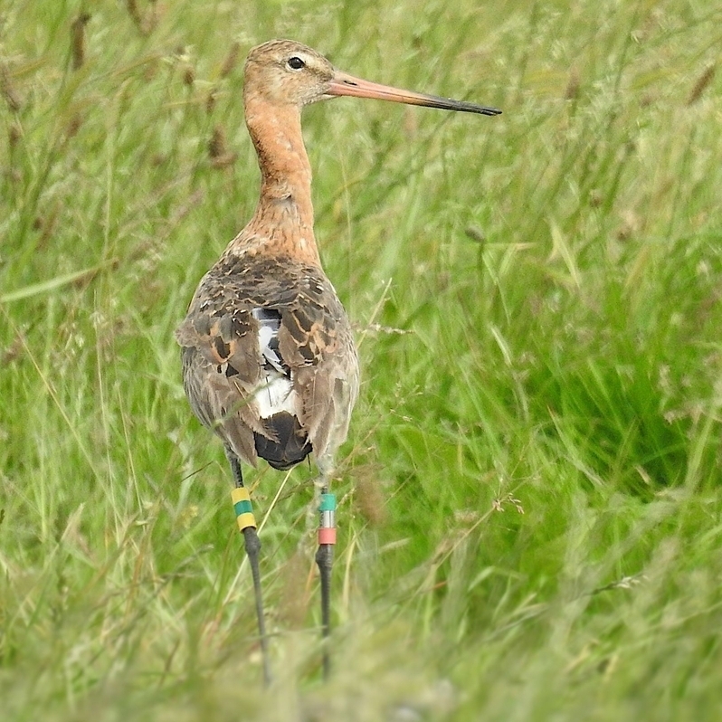 Werner vor seinem Abflug an der Unterelbe im Sommer 2025. Aus Naturschutzgründen und um dem Tier die nötige Ruhe nach der langen Reise zu geben, wurde 2026 bislang darauf verzichtet, ein aktuelles Bild vom Vogel zu machen (Foto: NLWKN)