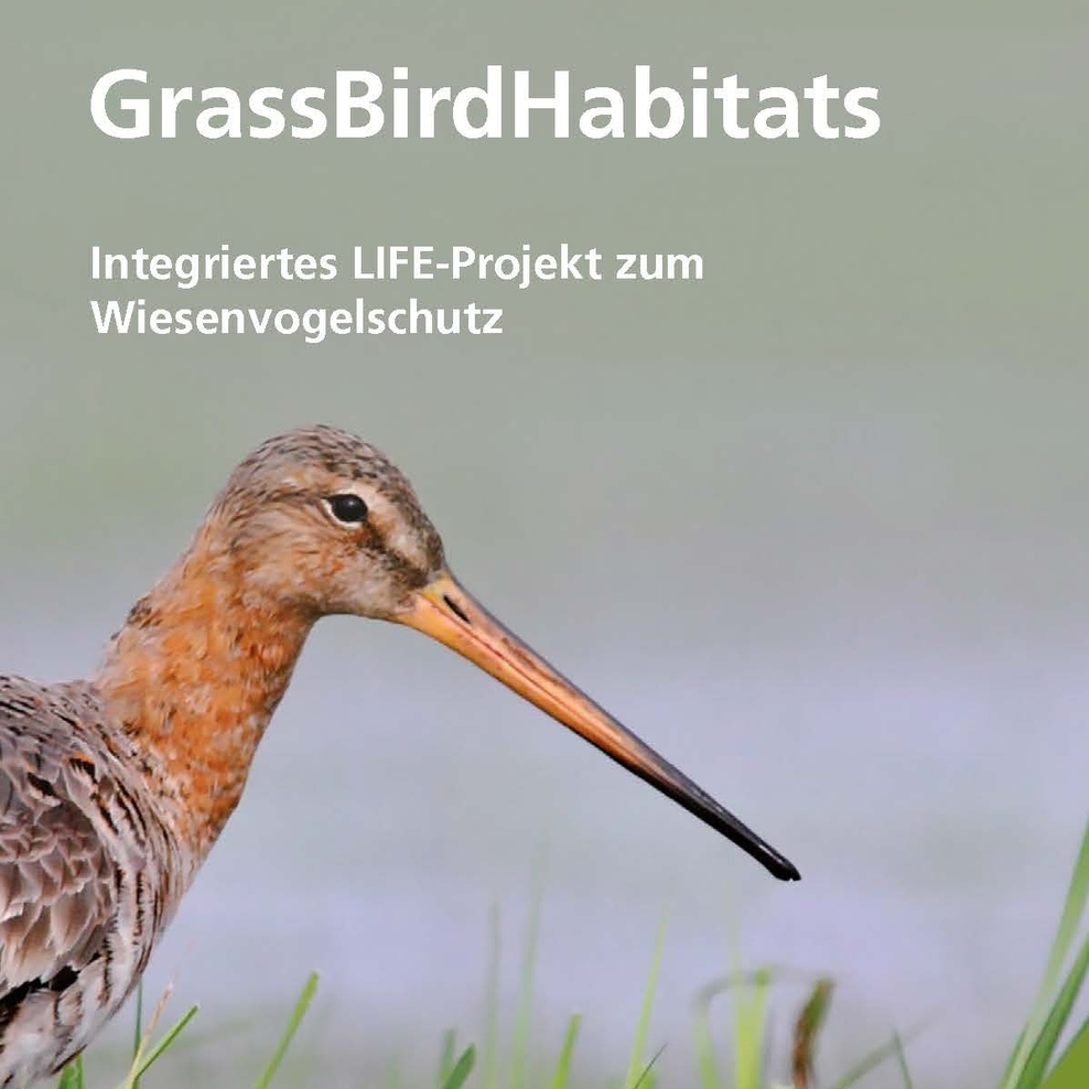 Titelseite des Flyers LIFE IP GrassBirdHabitats mit einer Uferschnepfe