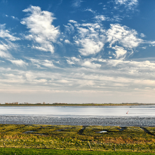 Das Petkumer Deichvorland und die anderen bei höheren Wasserständen teilweise überfluteten Deichvorländer im Naturschutzgebiet Unterems sind für den Naturschutz von großem Wert (Bild: Zietz/NLWKN).