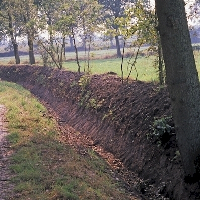 Wallhecke