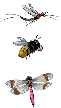 Eintagsfliege, Biene, Heidelibelle