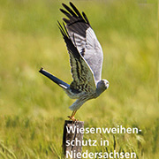 Wiesenweihenschutz in Niedersachsen