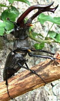 Hirschkäfer-Männchen
