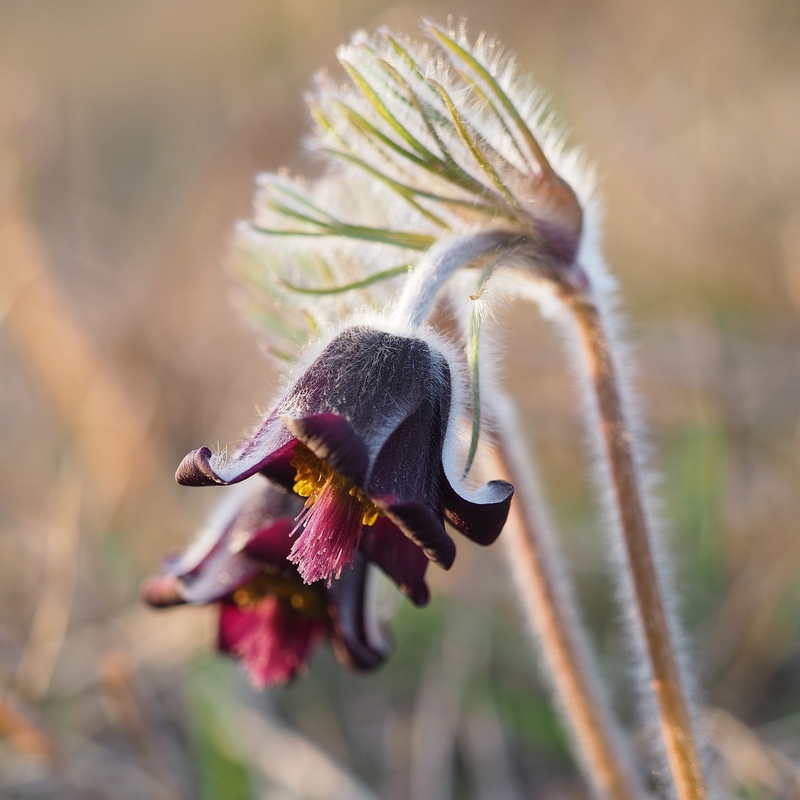 Die Wiesen-Kuhschelle bzw. Wiesen-Küchenschelle (Pulsatilla pratensis), ein stark bedrohter Frühjahrsbote.